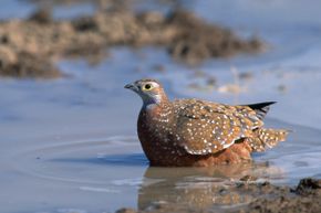 A Burchell's sandgrouse wets its feathers to carry water to its chicks to drink.