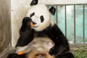 mama panda and cub