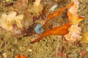 Male pipefish may be up for bearing babies, but mostly for babes.