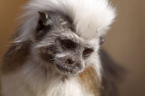 cotton-top tamarin