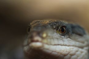 blue-tongued skin