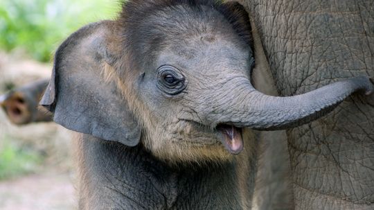 10 Surprising Things Animals Do With Their Babies