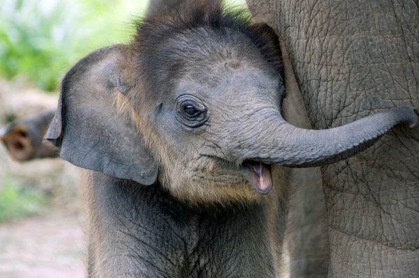 baby elephant