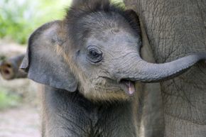 baby elephant