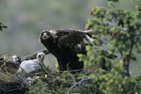 See how there’s just one eaglet in there with the golden eagle adult? We’re just saying … 