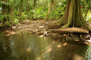 Jungle pool