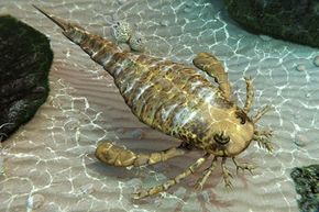 The last eurypterids, or sea scorpions, died off during the Permian extinction event.