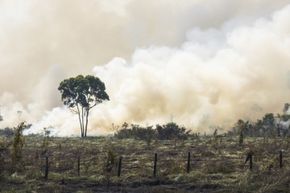 rainforest deforestation