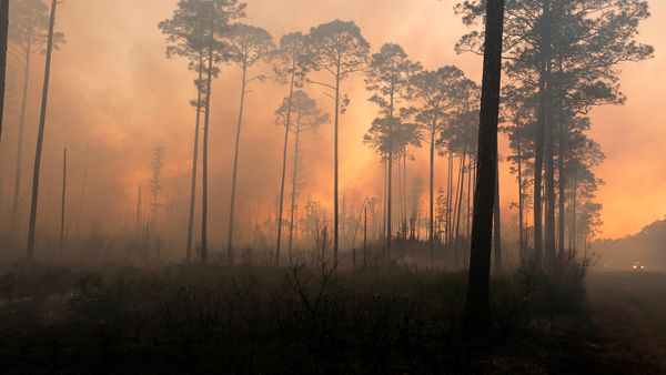 swamp fires