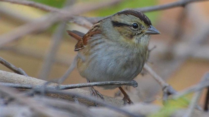 swamp sparrow, song	