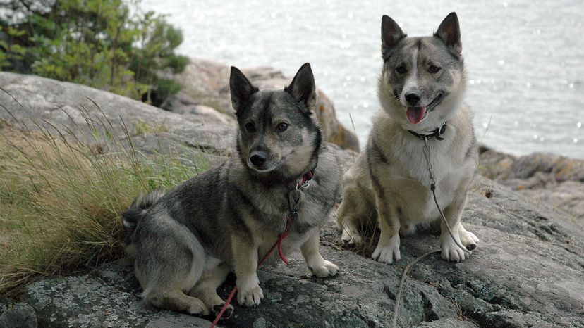 White 2024 swedish vallhund