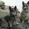 The Ancient Swedish Vallhund Dog Was Almost Lost to History