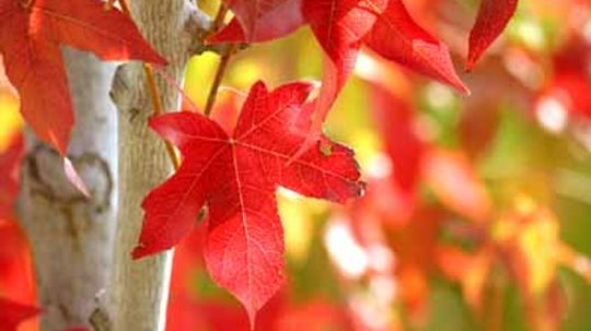 Sweet Gum Tree