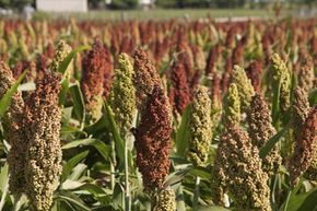 That's not wheat!  It's sorghum! Check out these alternative fuel vehicle pictures to learn more.