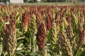 sorghum plants