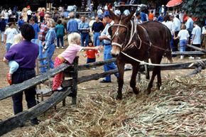 mule, sorghum, fair