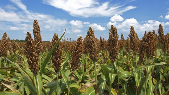 Sweet Sorghum: The Sweetest Fuel You'll Ever Taste!