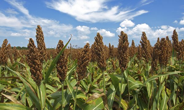 Sweet Sorghum Fuel, Alternative Fuel