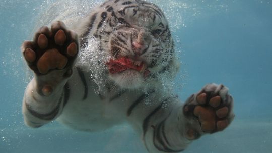 Why do tigers swim?