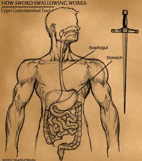 On the left, the relatively curvy human GI tract. On the right, a sword of comparable length.
