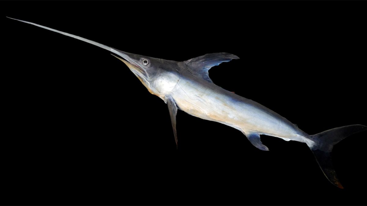 Swordfish Are The Natural Born Gladiators Of The Sea Howstuffworks