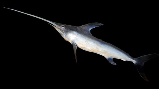 Swordfish Are the Natural-born Gladiators of the Sea