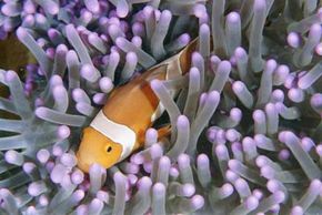 Clown anemonefish and sea anemones
