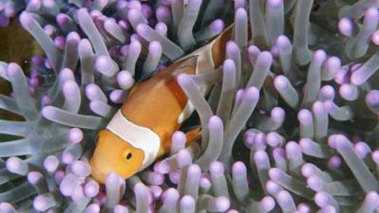 18新利最新登入共生是如何工作的”width=