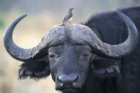 African buffalo