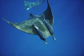 Manta ray with remoras