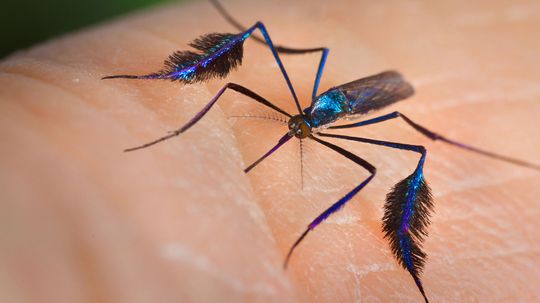 The Sabethes Mosquito Is the Showiest in the Rainforest