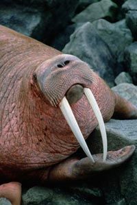 Even though a walrus's canines are distinctively long, they're known as tusks,