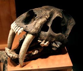 Fossilized bones of saber-tooth cats are a primary source of information about how they may have behaved.