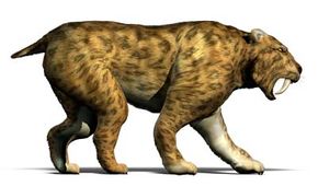 real baby saber tooth tiger