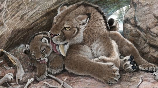 Saber-tooth Kittens Were Big-boned
