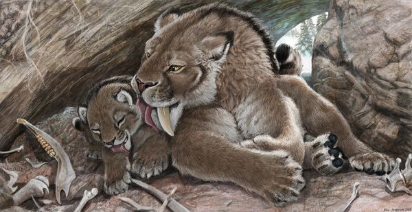 Saber-tooth mom grooms her cub