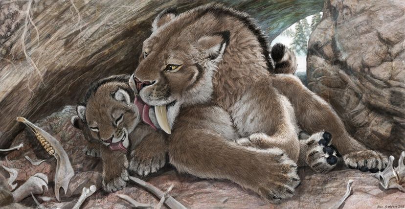 A saber-tooth mom grooms her cub