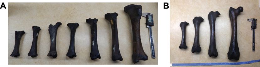 Juvenile limb bones of [i]Smilodon fatalis[/i]