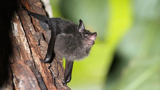 Baby Bats Babble With Moms, Hinting at Human Language Development