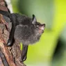 Baby Bats Babble With Moms, Hinting at Human Language Development