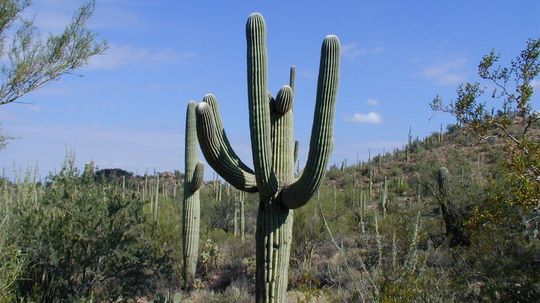 The Saguaro Cactus Is an Iconic Symbol of the American Southwest