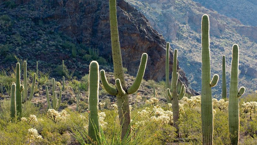 saguaro“border=