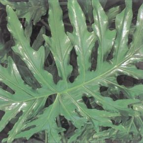 Saddle leaf philodendron has enormous, shiny green leaves. See more pictures of house plants.