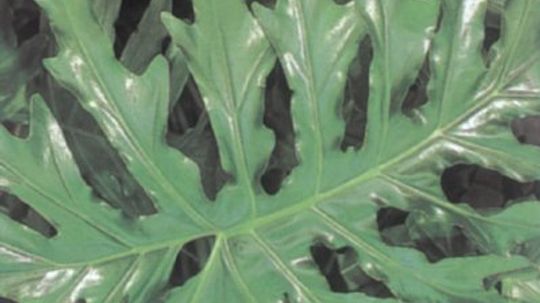 Saddle Leaf Philodendron