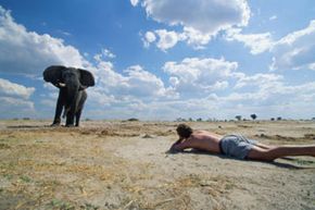 A safari participant lines up a dramatic camera shot of an elephant in Africa.