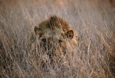 Lion, majestic king of African feline wildlife.