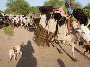 游牧民族在乍得迁移的降雨种草养牛。”width=