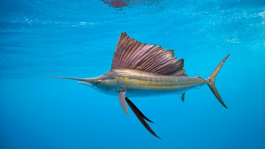 Sailfish Are Super-fast, Stunning and Smart Ocean Predators