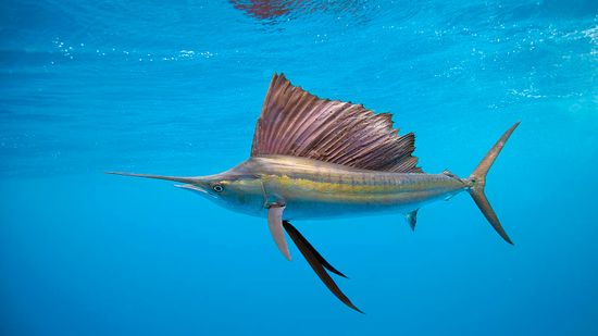 Sailfish Are Super-fast, Stunning and Smart Ocean Predators