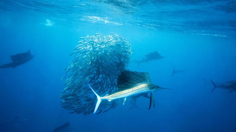 sailfish